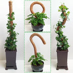 Tuteur en Mousse Pliable avec Extension pour Plantes Grimpantes