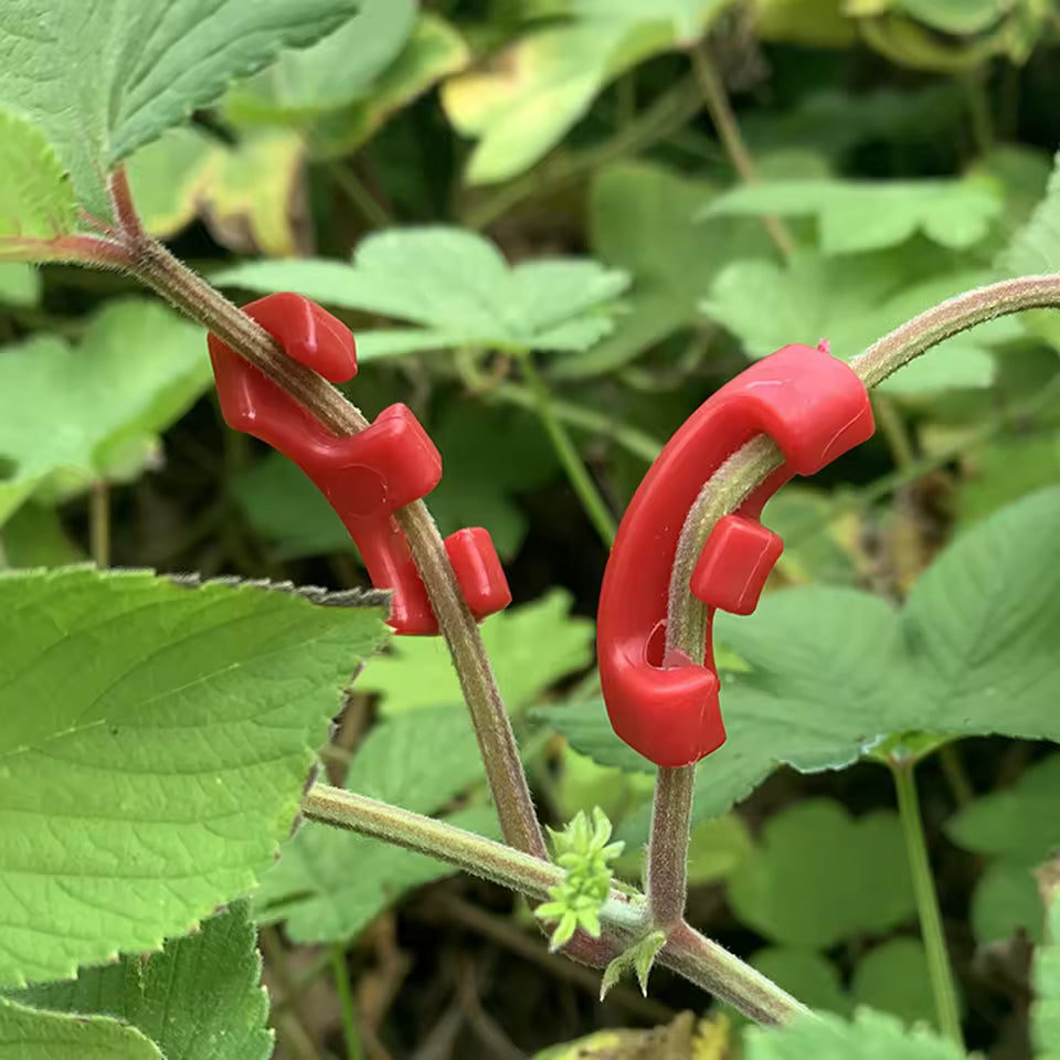 Clips de Palissage à Faible Stress en PVC – Kit de 50 Pinces de Cintrage à 90° pour Plantes