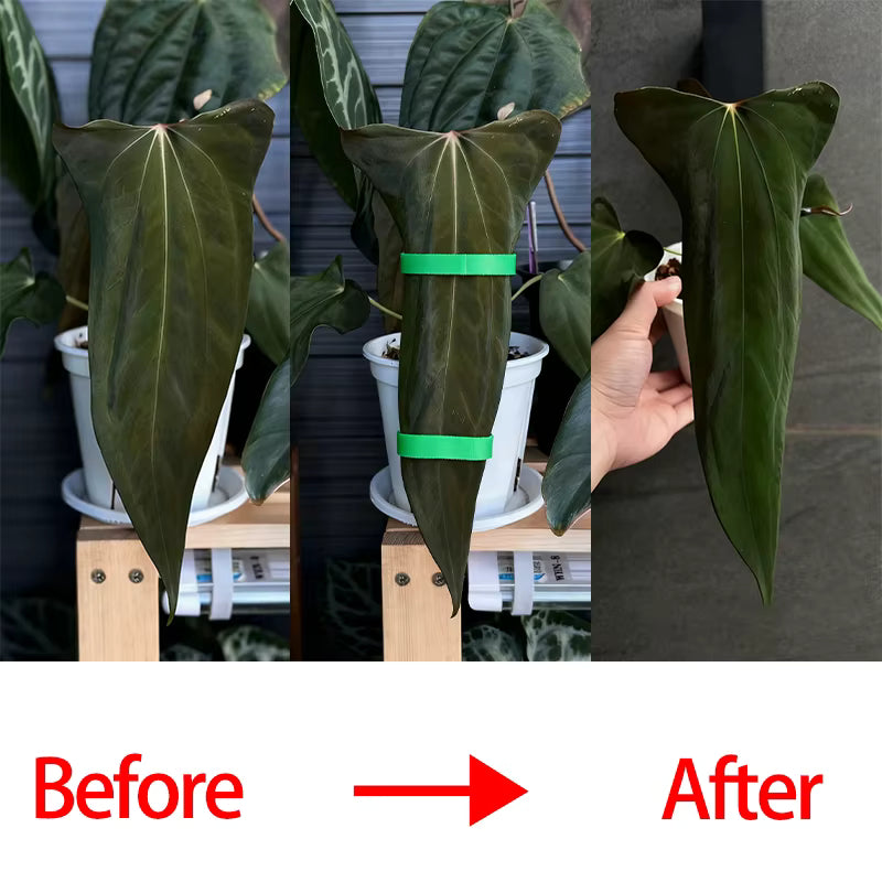 Attache Auto-agrippante Réglable en Nylon Réutilisable pour Plantes - 100 PÇs