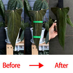 Attache Auto-agrippante Réglable en Nylon Réutilisable pour Plantes - 100 PÇs