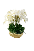 Orchidée Phalaenopsis — Collection Nantes, blanc