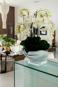 Orchidée Phalaenopsis | Signature Camargue, blanc