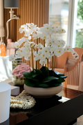 Orchidée Phalaenopsis — Collection Biarritz, blanc