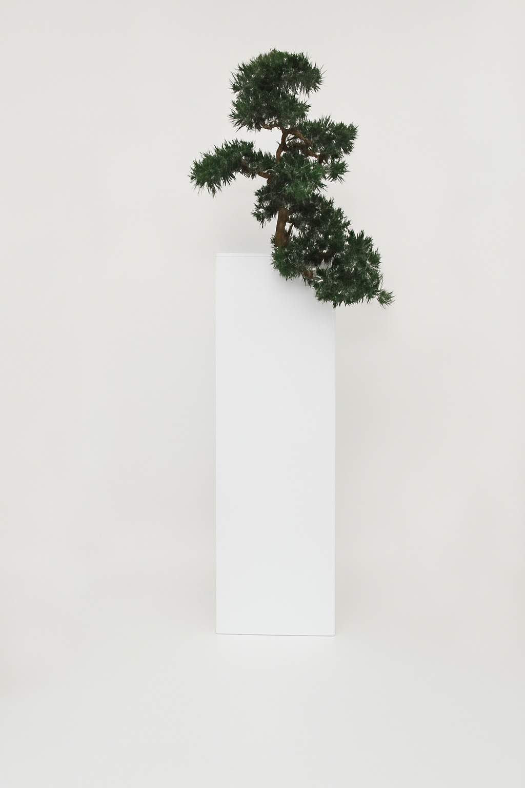 Bonsaï · Édition Anjou
