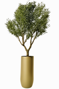 Olivier | Signature Riviera