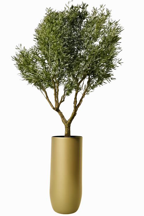 Olivier | Signature Riviera