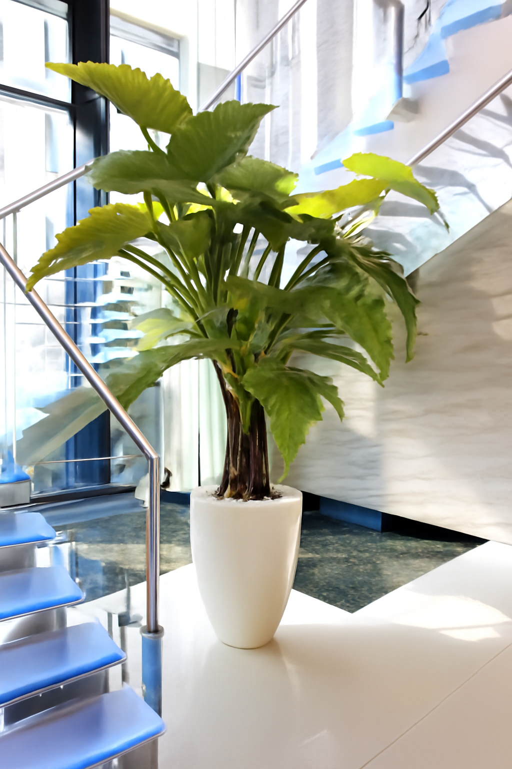 Alocasia XL — Collection Anjou, blanc brillant