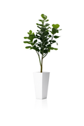 Figuier Lyre — Collection Ardennes, blanc brillant