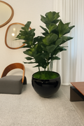 Figuier Lyre — Collection Cannes, noir