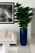 Figuier Lyre | Signature Riviera, bleu brillant