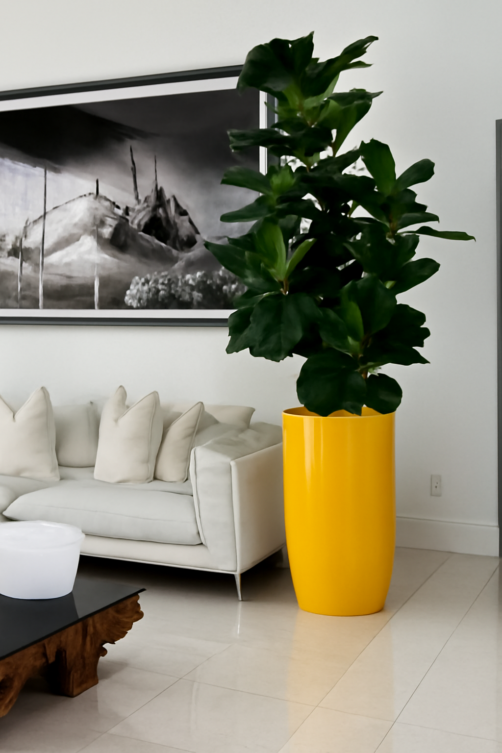 Figuier Lyre — Collection Anjou, jaune brillant