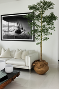 Ficus Lady 18 cm | Signature Bretagne, teck