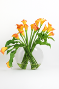 Arum Blanc | Signature Camargue