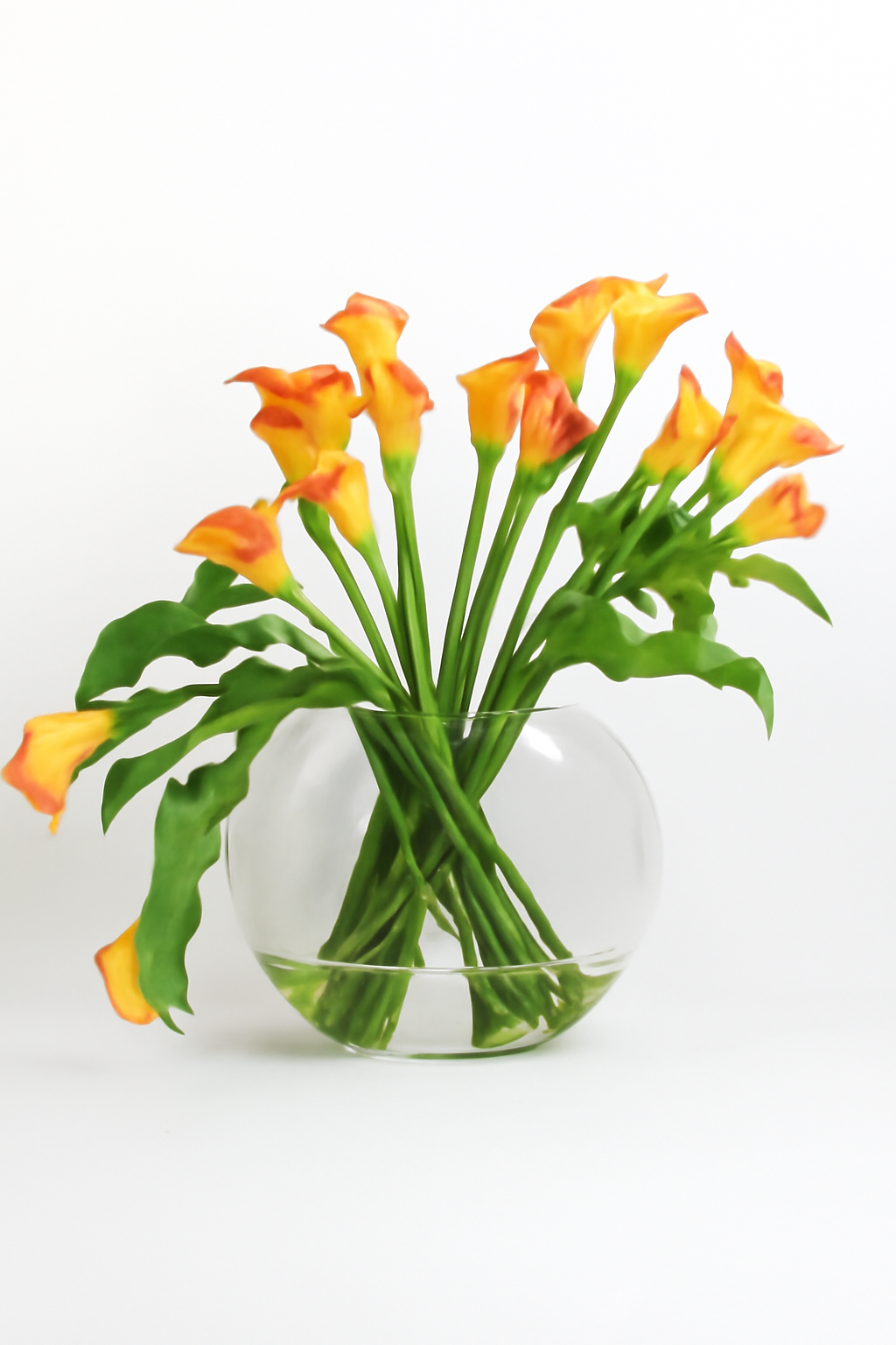 Arum Blanc | Signature Camargue