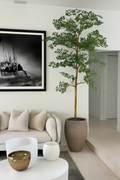 Ficus Lady 23 cm · Édition Loire