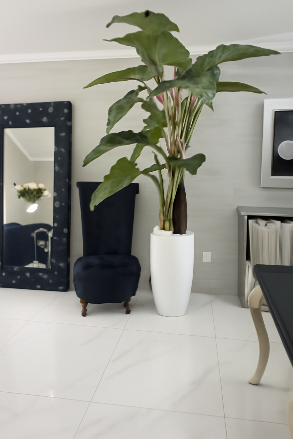Alocasia · Édition Anjou, blanc brillant