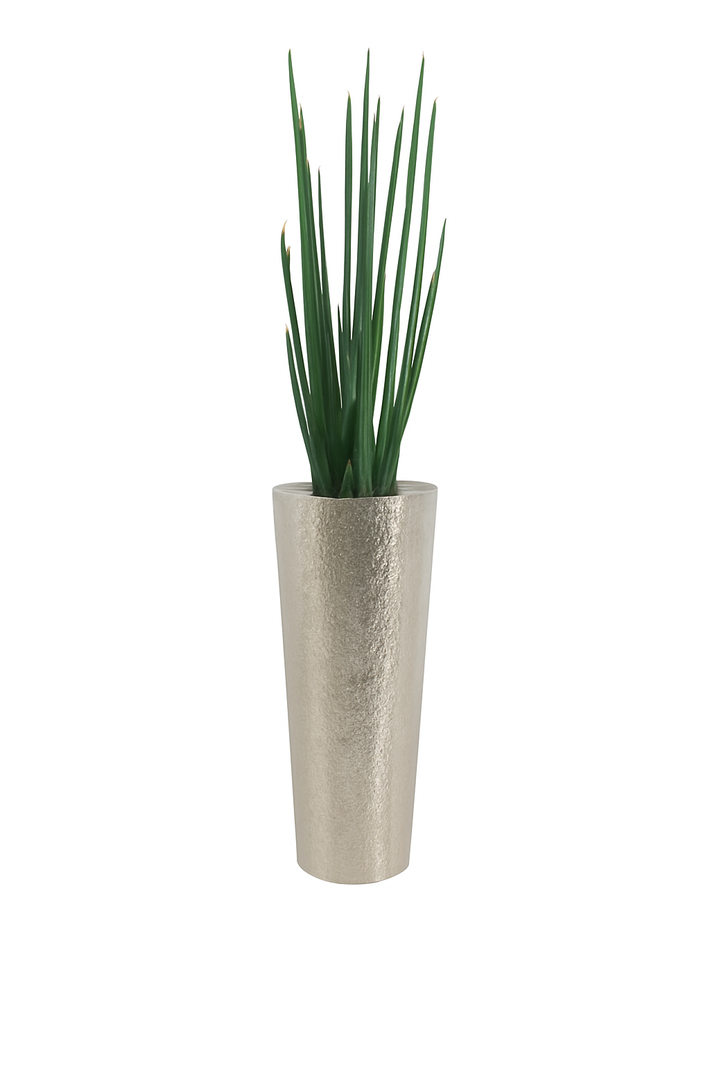 Sansevière 122 cm · Édition Alsace